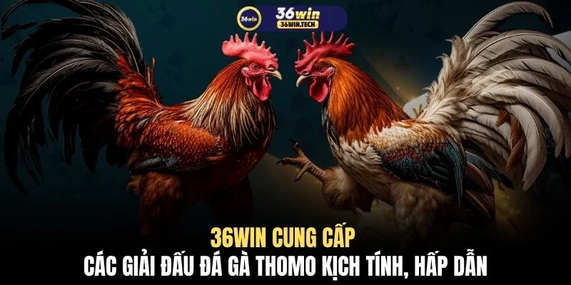 Đá Gà Thomo Trực Tiếp 4K Cập Nhật 50 Trận Đấu Kịch Tính 3 36WIN cung cấp các giải đấu đá gà Thomo kịch tính, hấp dẫn