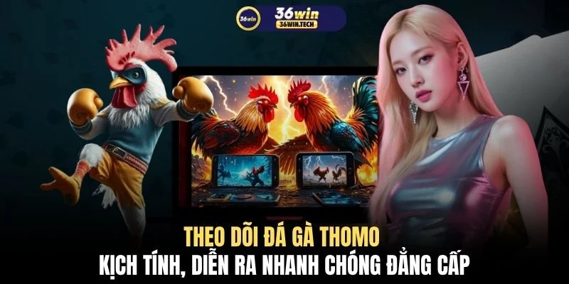 Đá Gà Thomo Trực Tiếp 4K Cập Nhật 50 Trận Đấu Kịch Tính 2 Theo dõi đá gà Thomo kịch tính, diễn ra nhanh chóng đẳng cấp